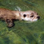 (Online) Visit the Otters, Sharks, and Seabirds at the Aquarium